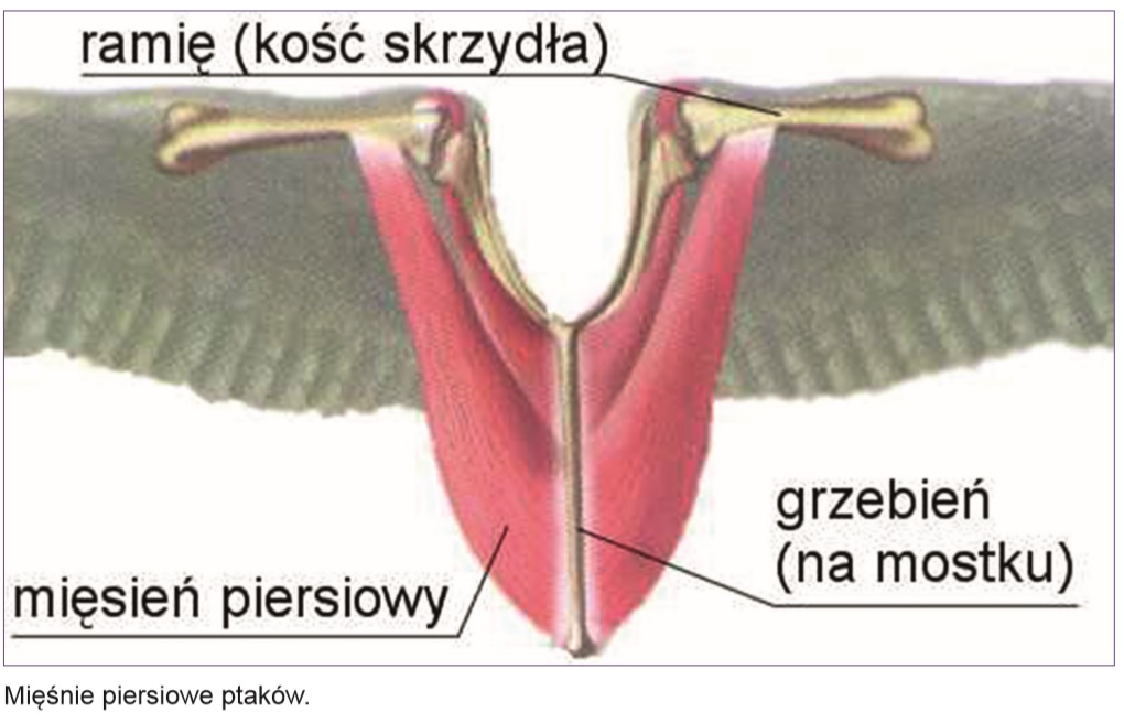 Obraz: 